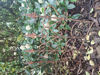 Picture of bordure en fer